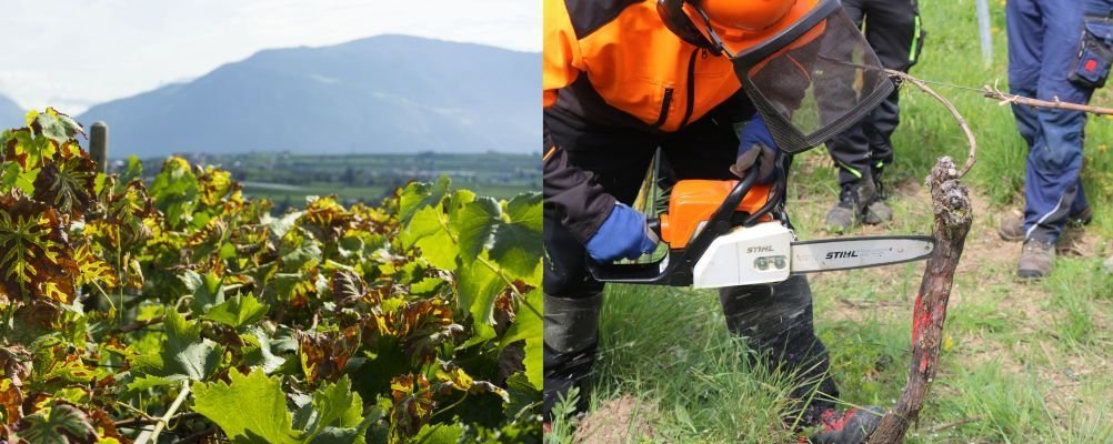 Links: Weinblätter mit Esca-Blattsymptomen. Rechts: Rebchirurgie im Rahmen der Esca-Sanierung