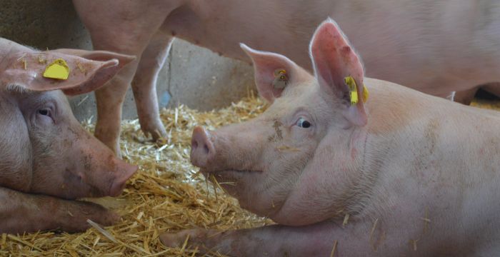 Drei Mastschweine im eingestreuten Liegebereich 