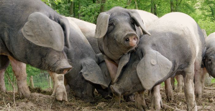 Drei Mastschweine im eingestreuten Liegebereich draußen