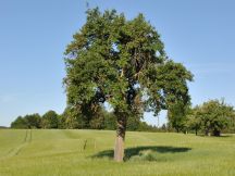 Einzelbaum