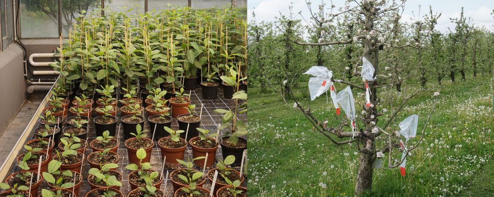 Links: Apfelbaumkreuzung auf Versuchsfläche, Rechts: Keimstudie im Gewächshaus