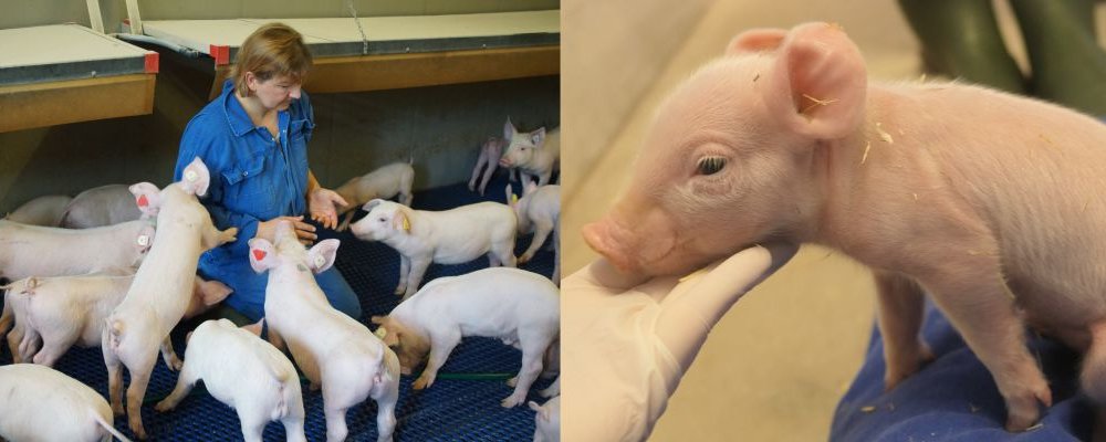 Linkes Bild: Eine Beraterin setzt sich zu den Ferkeln um die Signale der Tiere besser zu erkennen. Rechtes Bild. Ein wenige Tage altes Ferkel wird genauer begutachtet. 