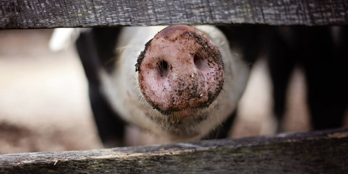 Schweineschnauze