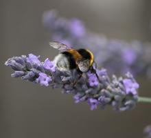 Hummel auf Blüte
