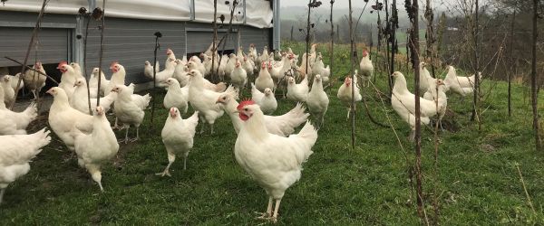 Weiße Hühner auf einer Wiese Weiße Hühner auf einer Wiese