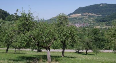 Förderung von Naturschutz, Landschaftspflege und Biodiversität, Streuobstwiese; Bild Stephan Krebs Streuobstwiese; Bild Stephan Krebs
